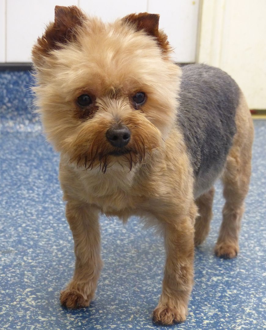 Vet Cage, Jinsky, 5 year old Teeny Tiny Yorkie Friends of the Dogs (Wales)